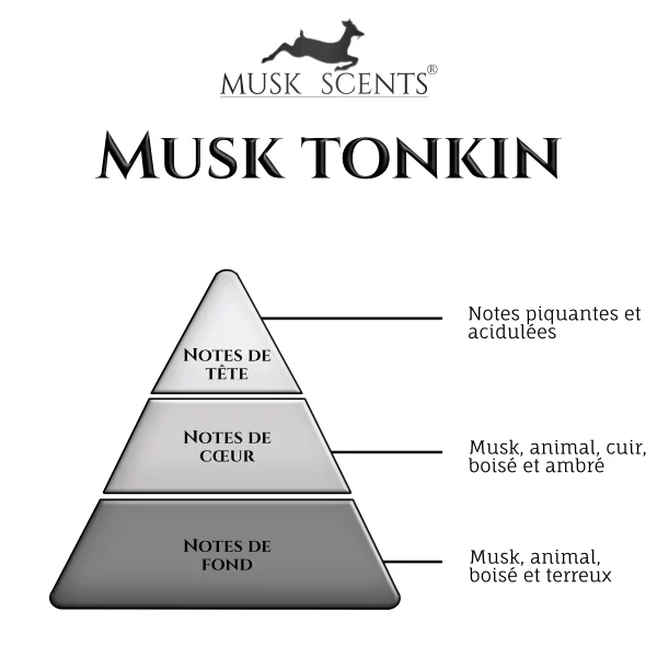 Musk tonkin-olfactif